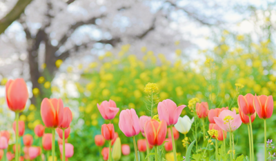 【新学年準備】小学生が春休みにやるべき勉強とは？学力差がつくポイント