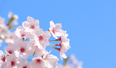 春休みの過ごし方で差がつく！小学生の家庭学習完全ガイド
