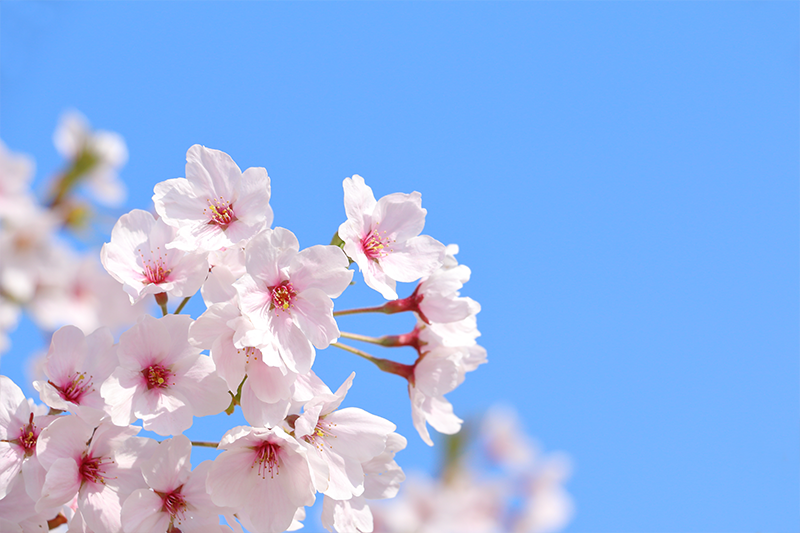 春休みの過ごし方で差がつく！小学生の家庭学習完全ガイド